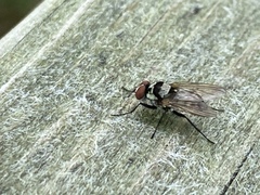 Anthomyia pluvialis