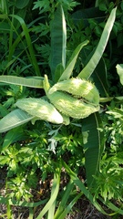 Asclepias syriaca