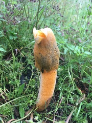 Phallus aurantiacus