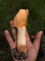 Phallus aurantiacus