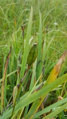 Iris setosa