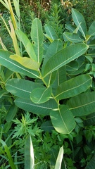 Asclepias syriaca