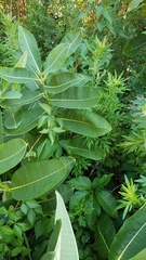 Asclepias syriaca
