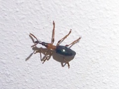 Cylas formicarius