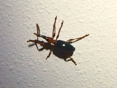 Cylas formicarius