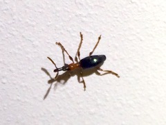 Cylas formicarius