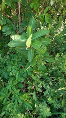 Asclepias syriaca