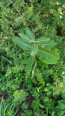 Asclepias syriaca
