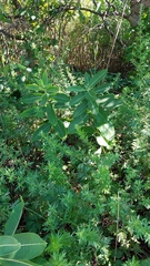 Asclepias syriaca