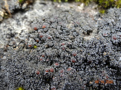 Fuscopannaria maritima