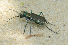 Cicindela ancocisconensis