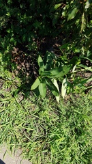 Asclepias syriaca