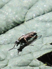 Ozodiceromyia notata