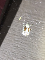 Araneus bicentenarius