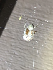 Araneus bicentenarius