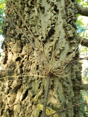 Podosphaera phytoptophila