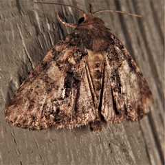 Chytonix