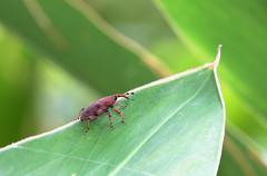 Metaprodioctes formosanus