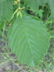 Alnus incana rugosa