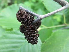 Alnus incana rugosa