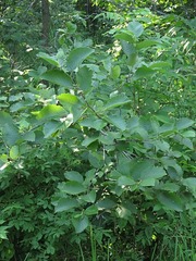 Alnus incana rugosa