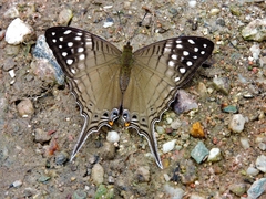 Marpesia merops