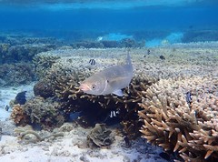 Crenimugil crenilabis