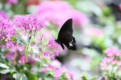 Papilio nephelus chaonulus