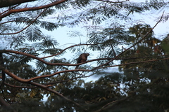 Streptopelia chinensis tigrina