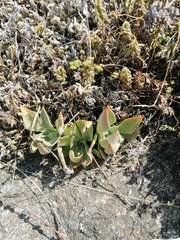 Echeveria strictiflora