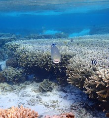 Crenimugil crenilabis