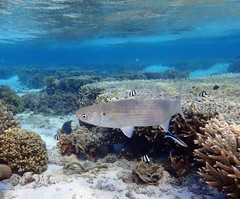 Crenimugil crenilabis