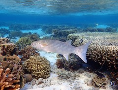 Crenimugil crenilabis