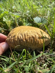 Calvatia rubroflava