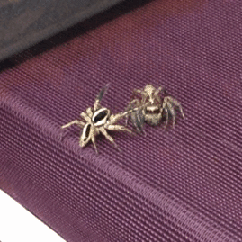 Pantropical Jumping Spider, Texas, US, photo 7 of 10