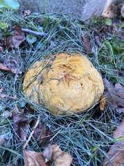 Calvatia rubroflava