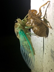 Neotibicen lyricen