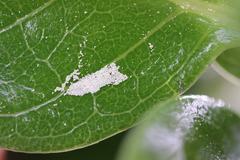 Phyllocoptes coprosmae