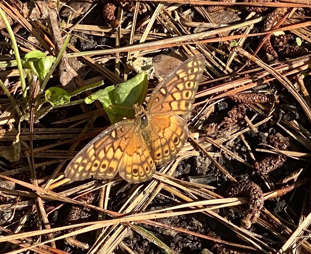 Variegated Fritillary from Oaklands Rd, Easton, MD, US on August 19