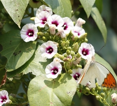 Ipomoea staphylina