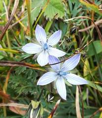 Lomatogonium carinthiacum