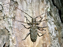 Monochamus titillator