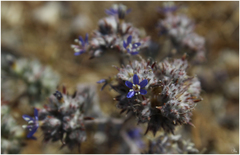 Eriastrum sapphirinum