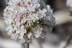 Philanthus pacificus