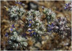 Eriastrum sapphirinum