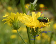 Cryptocephalus aureolus