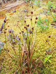 Juncus alpinoarticulatus