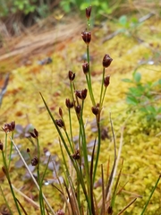 Juncus alpinoarticulatus