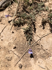 Penstemon caespitosus desertipicti