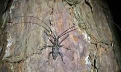 Monochamus titillator